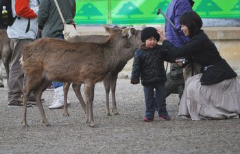 奈良公園の鹿.jpg
