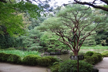 平安神宮池の松.jpg
